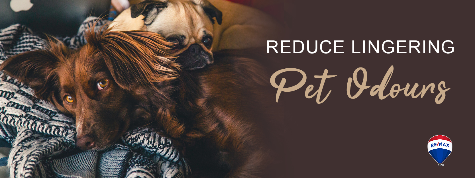 Reduce Lingering Pet Odours
